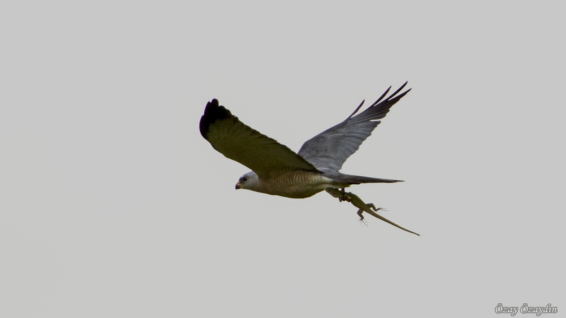 Levant Sparrowhawk